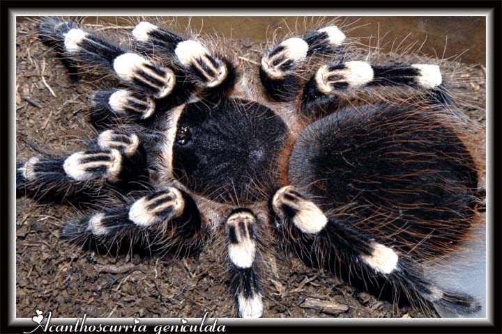 A geniculata