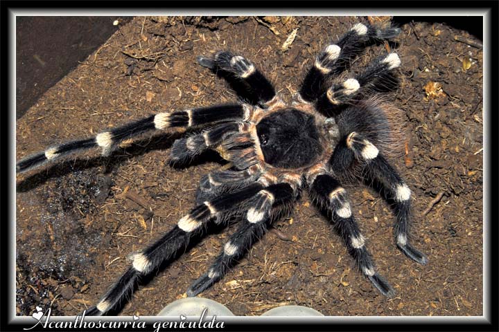 A geniculata