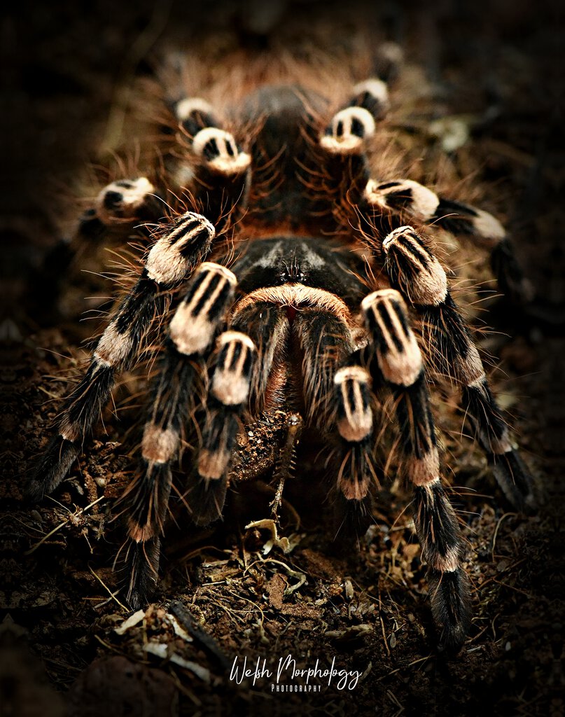 A. geniculata