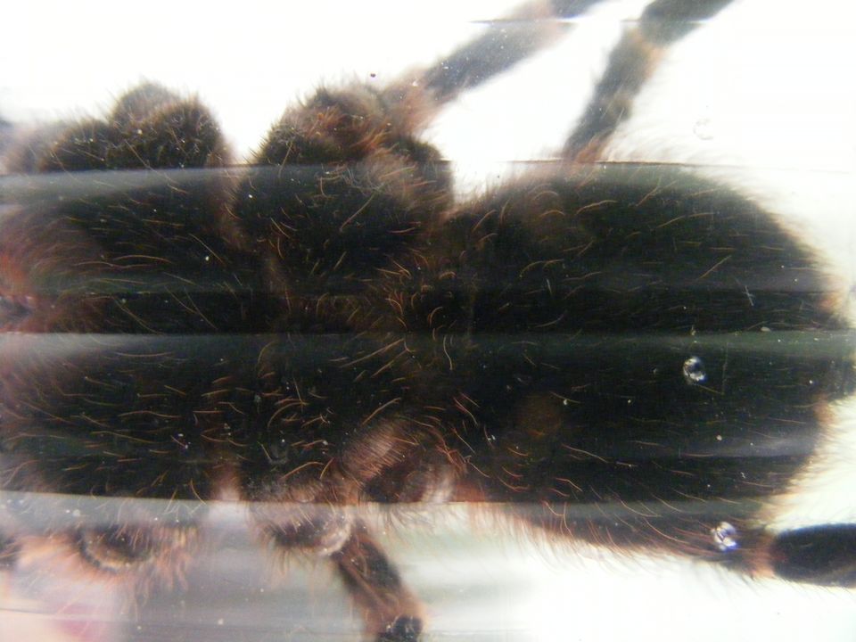 A.Geniculata