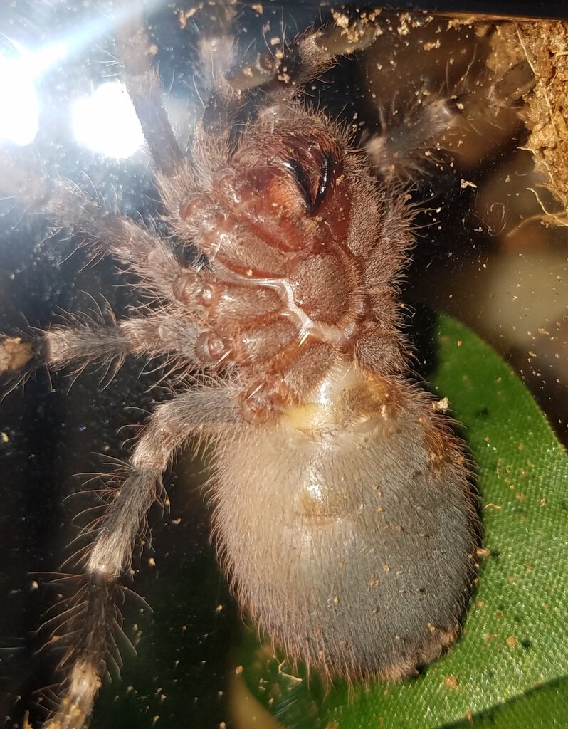 A. Geniculata