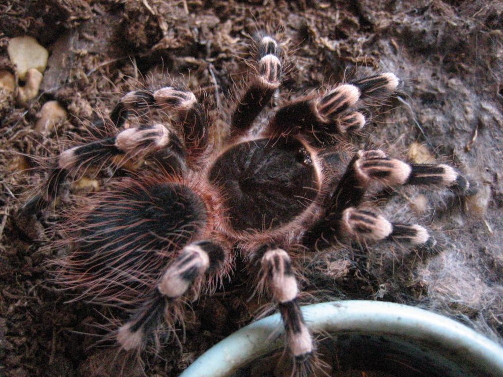 A. geniculata