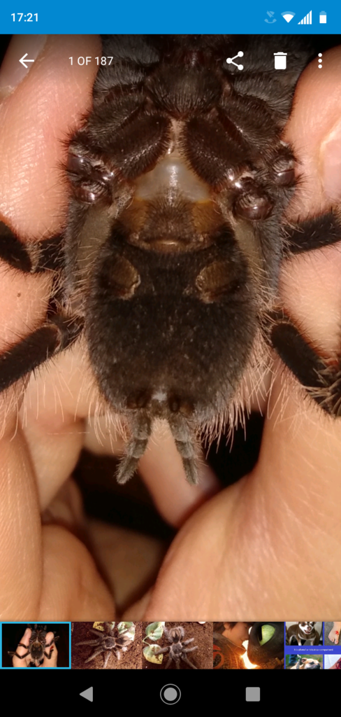 A. geniculata