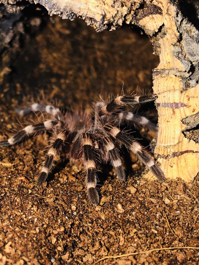 A. geniculata | Arachnoboards