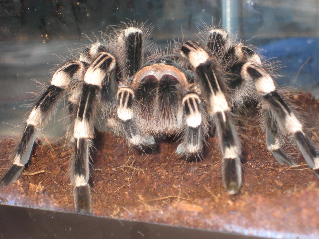 A. Geniculata