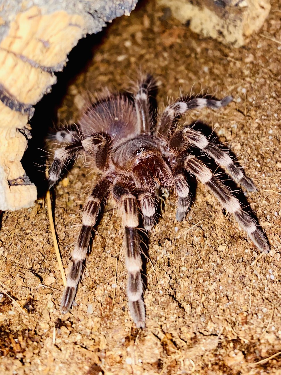 A. geniculata