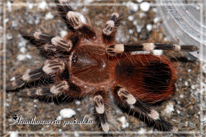 A geniculata