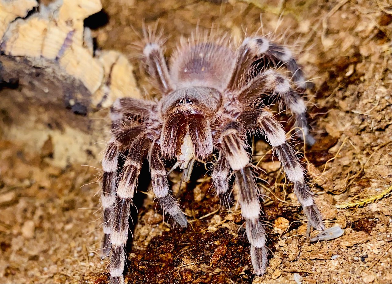 A. geniculata