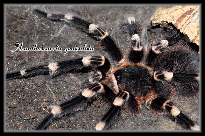 A geniculata