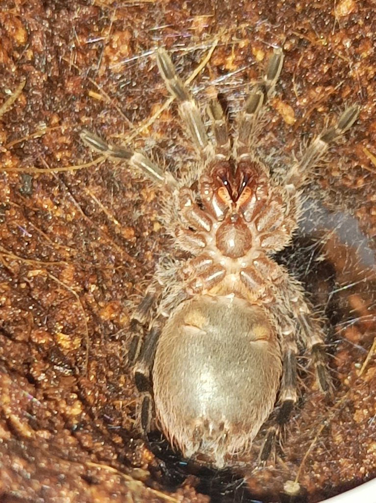 A. GENICULATA