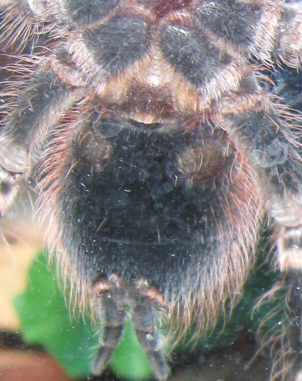 A.geniticulata male?