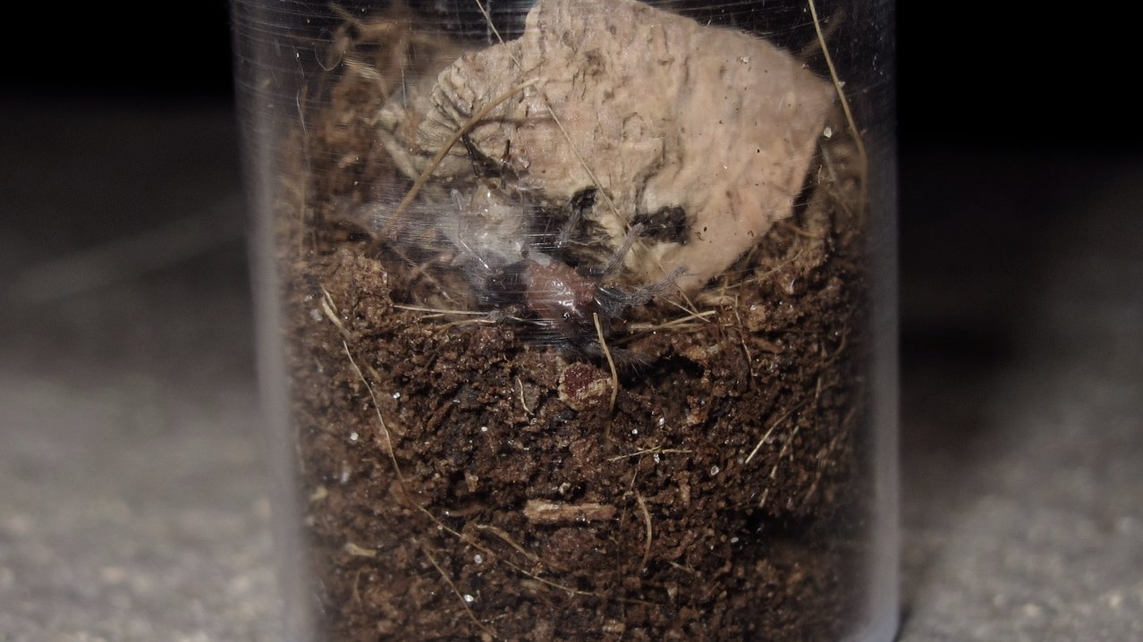 A greedy little Cyriocosmus leetzi sling.