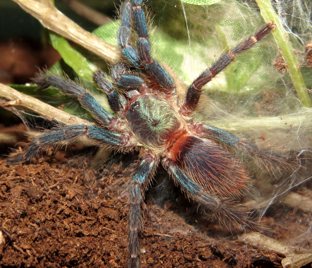 A Handsome Dandy (♂ Dolichothele diamantinensis 2.25")