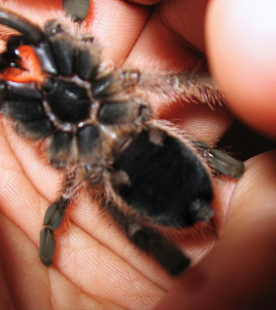 A.  laeta female or male ?