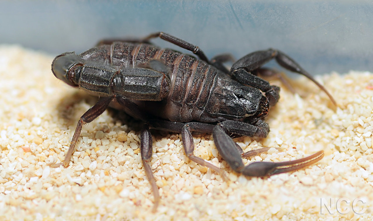 A. Mauritanicus