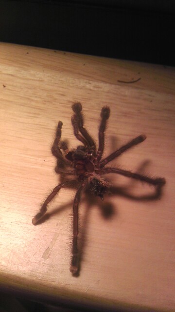 A. metallic molted last night!