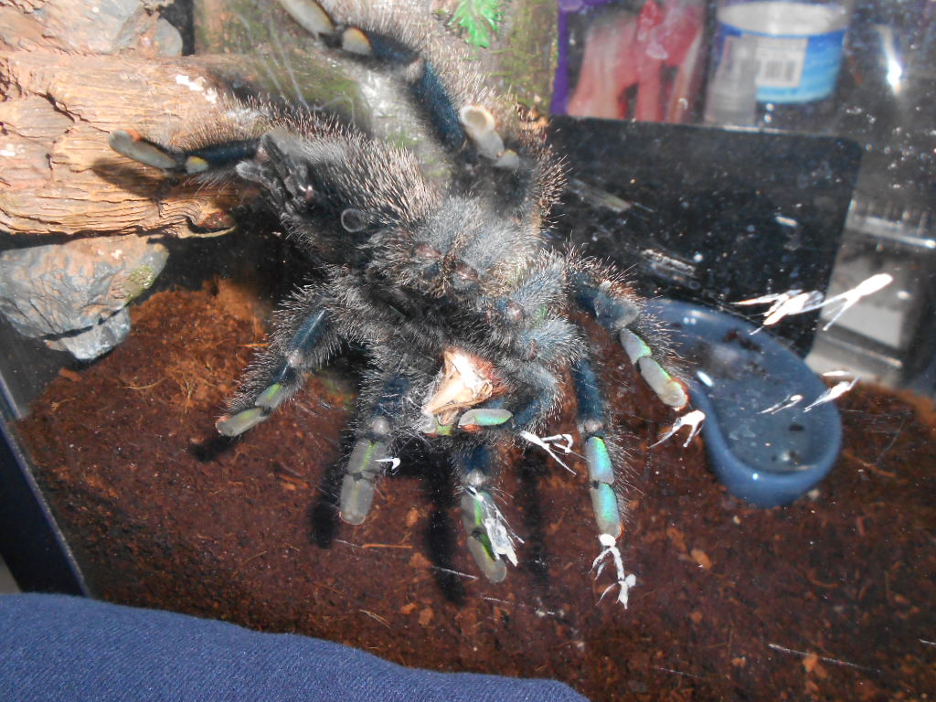 A. metallica eating