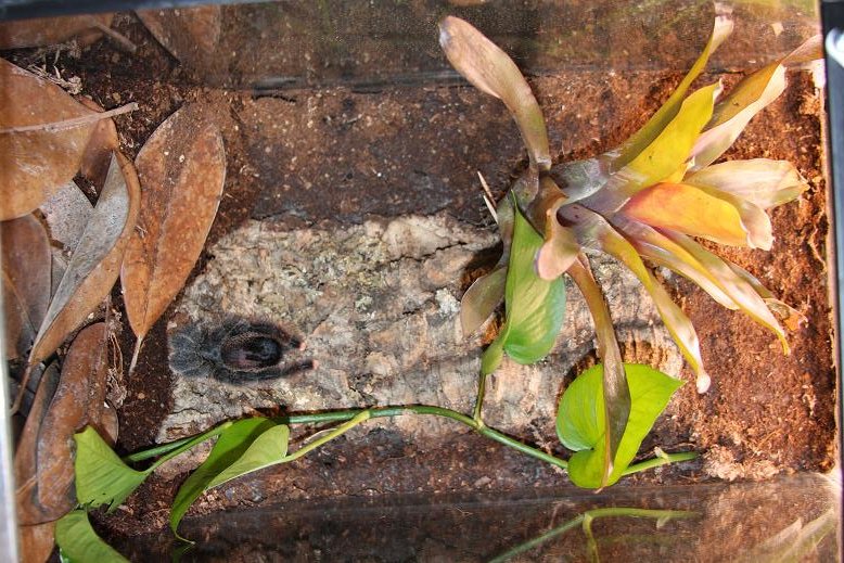 A. Metallica Enclosure