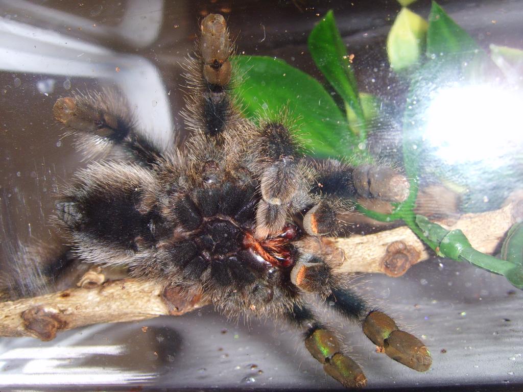 A. Metallica Male or Female