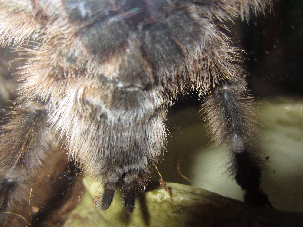 A. metallica: male or female?