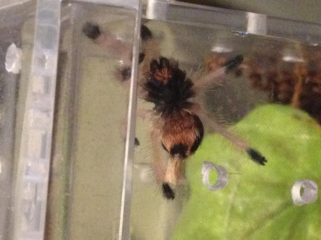 A. metallica sling bad molt