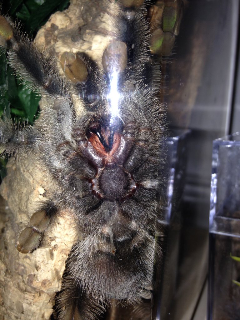 A. Metallica