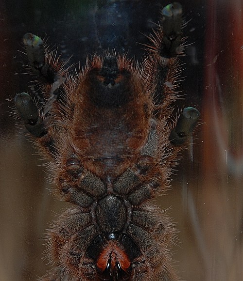 A.minatrix female?