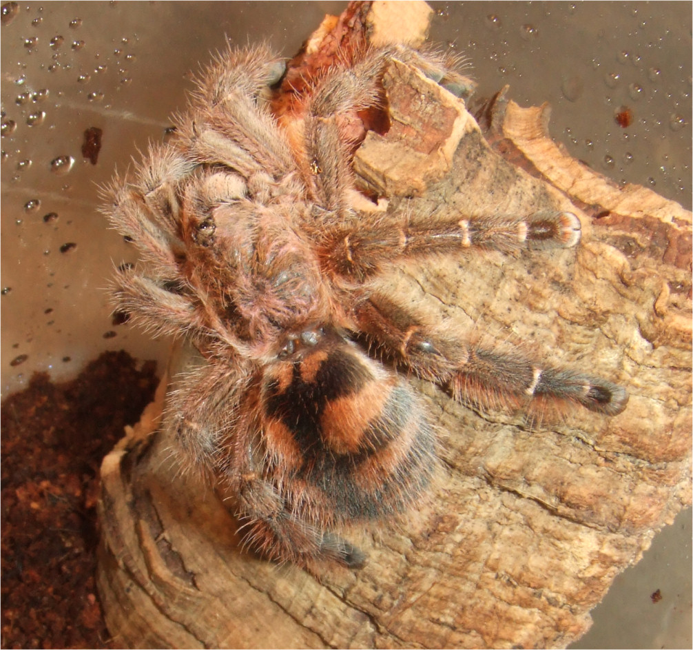 A. minatrix female