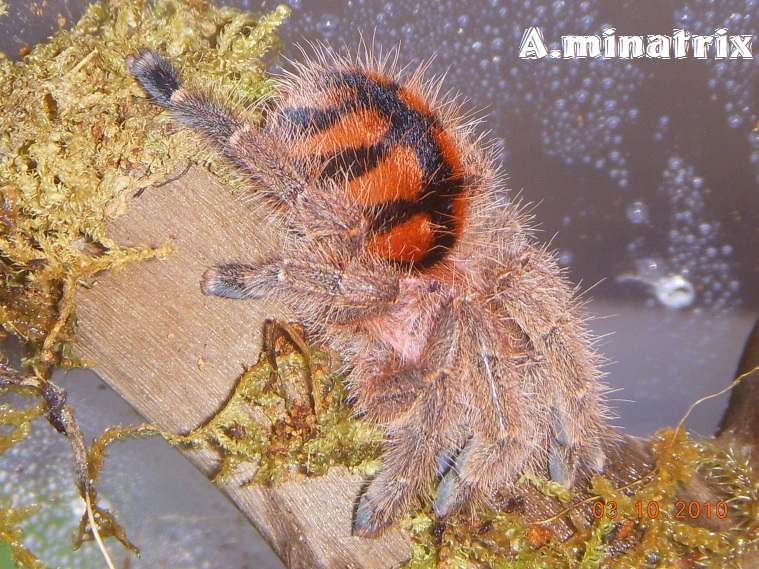 A.minatrix