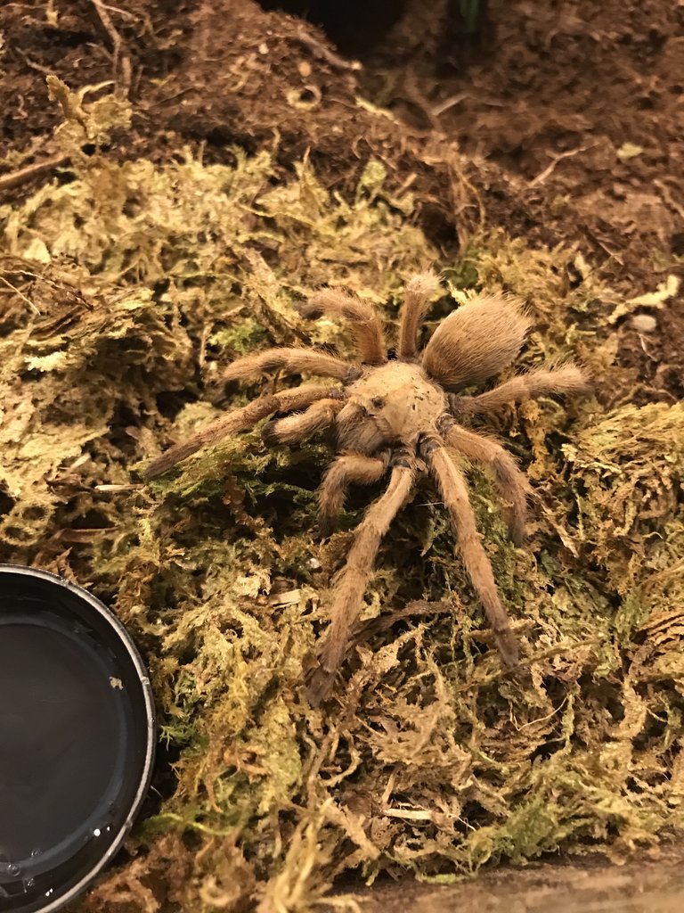 A. moderatum