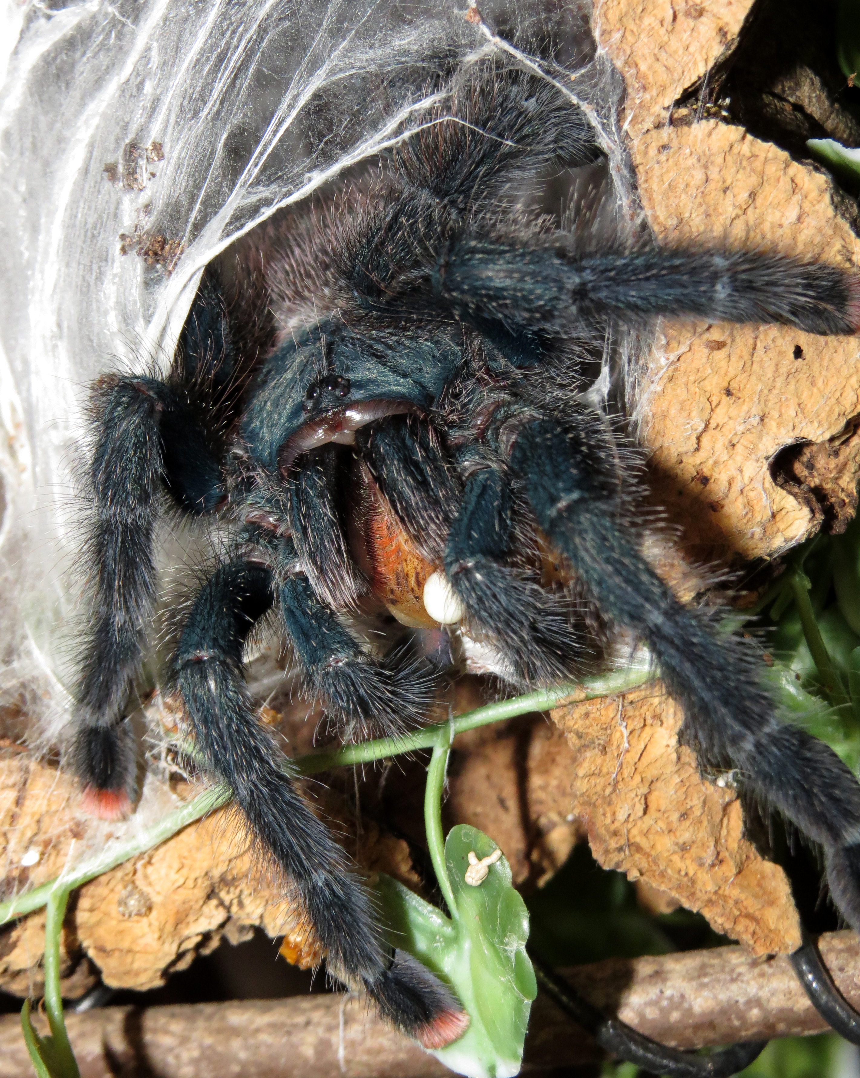 A Mouthful (♀ Avicularia avicularia 5") [1/2]