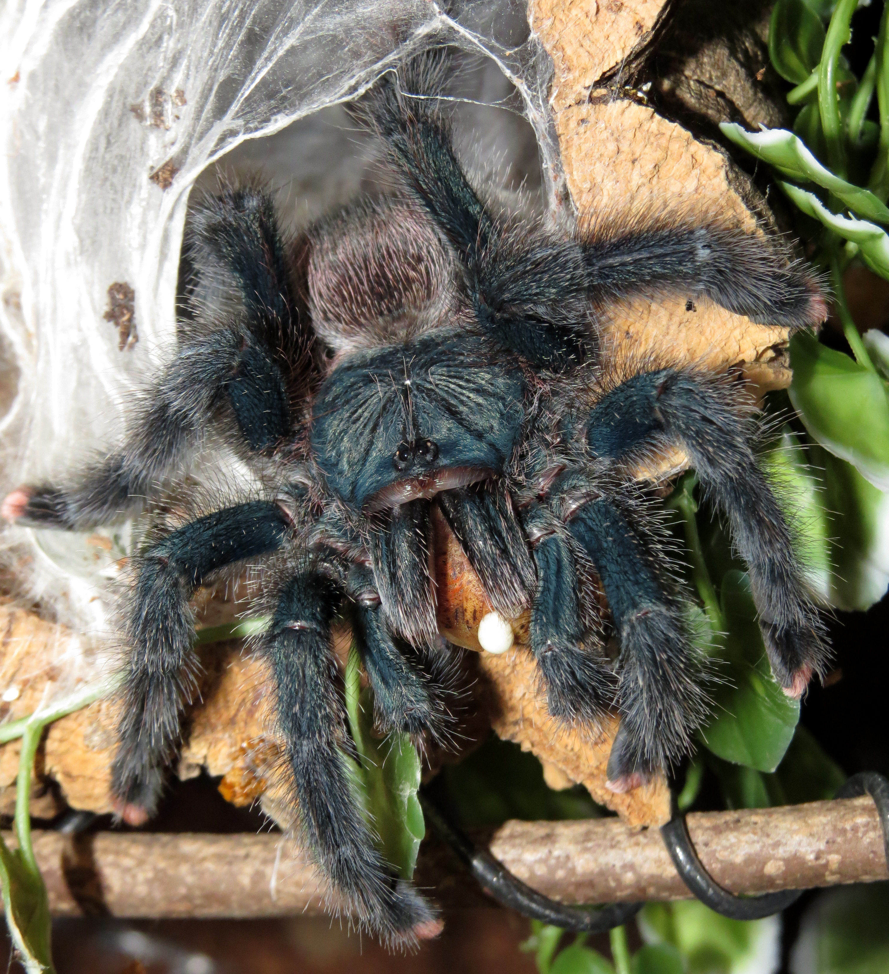 A Mouthful (♀ Avicularia avicularia 5") [2/2]