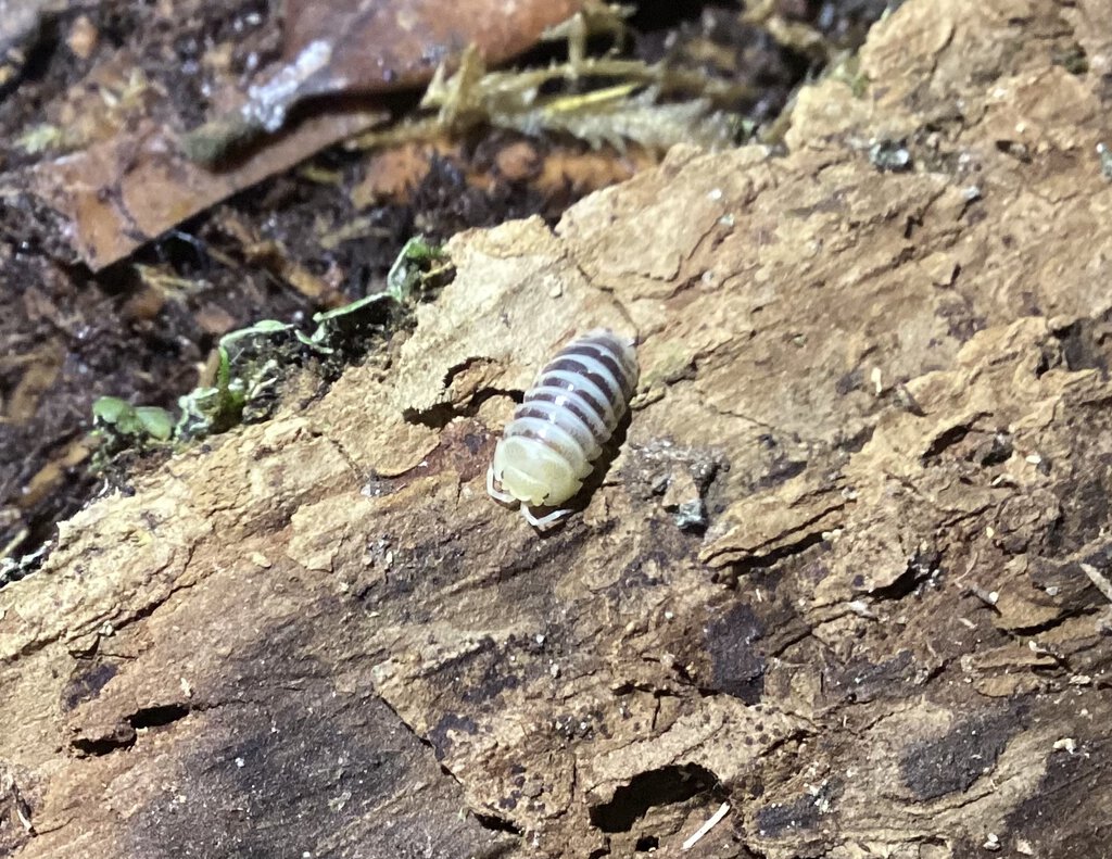 A new zebra isopod I found in my colony. Any ideas as to the type?