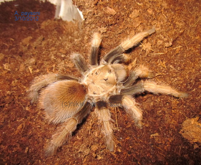 A. paysoni