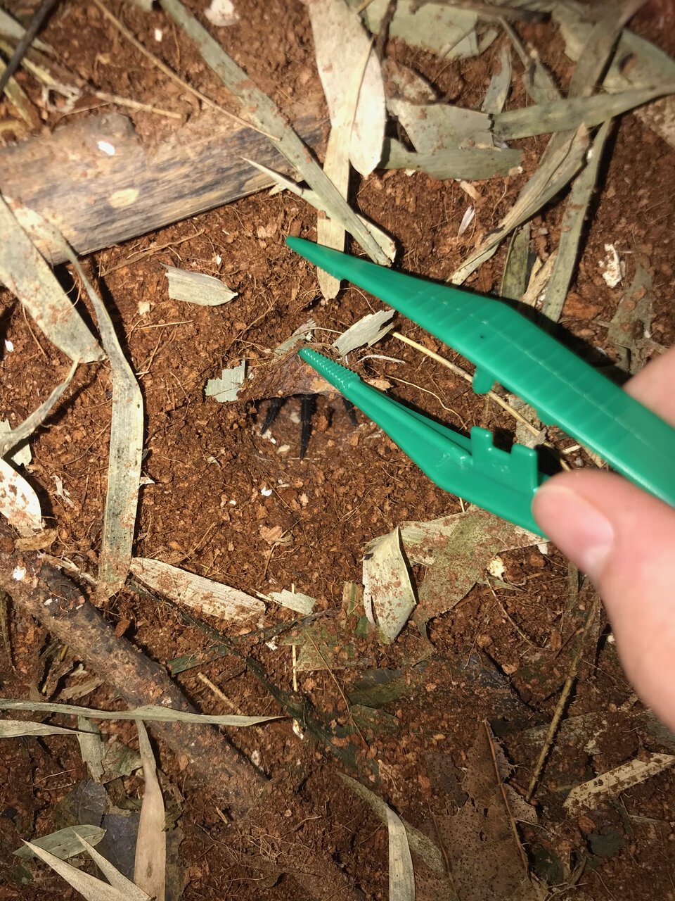 A peek inside the burrow