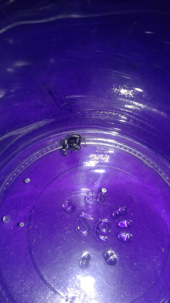 A picture of chimchim my jumping spider