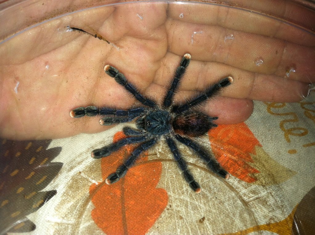 A picture of my little (suspect) male during the rehouse today.