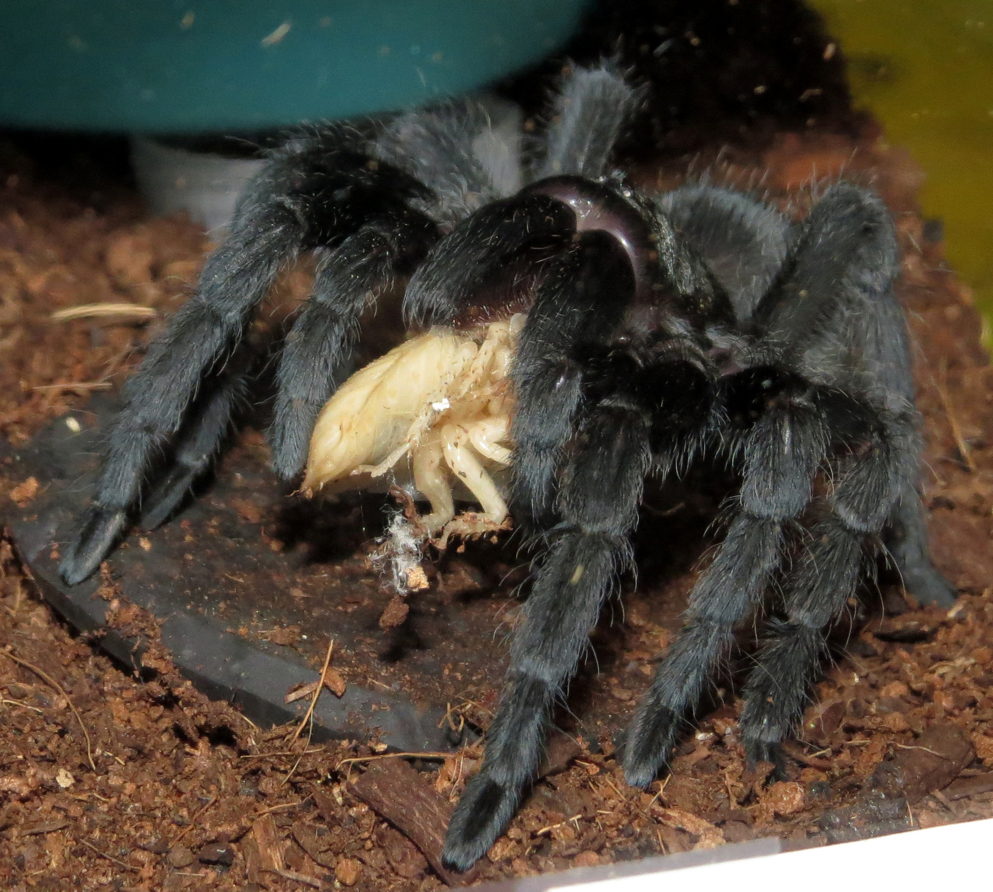 A Post-Molt Treat for Bulldozer (♀ Grammostola pulchra 3.5"+)