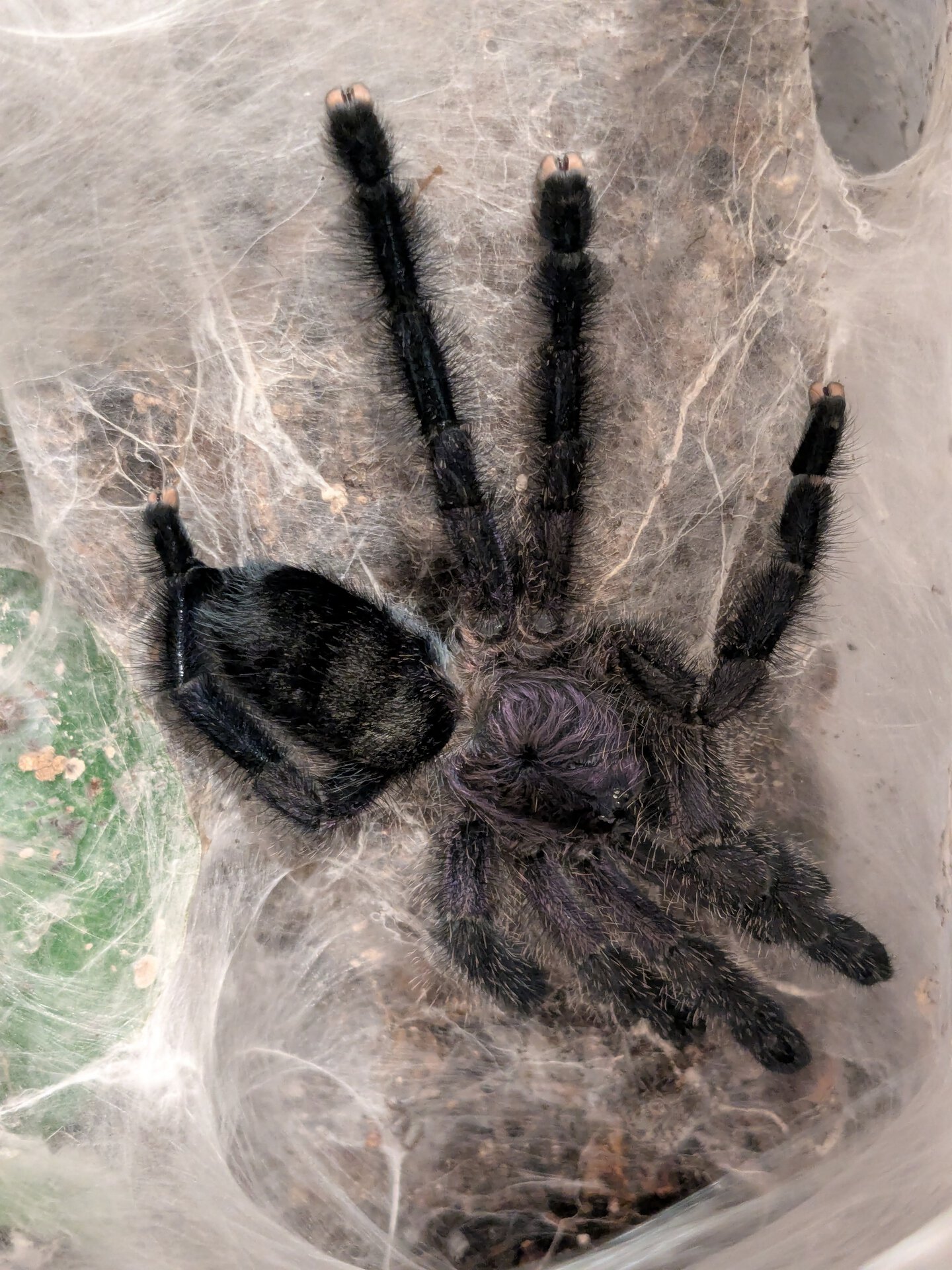 A. purpurea post molt stretch