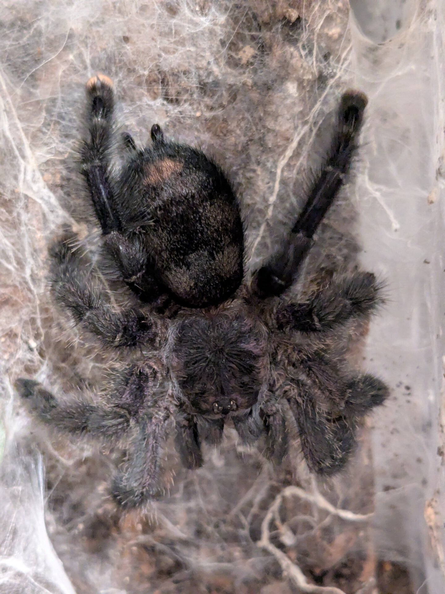 A. purpurea really needs a molt ...