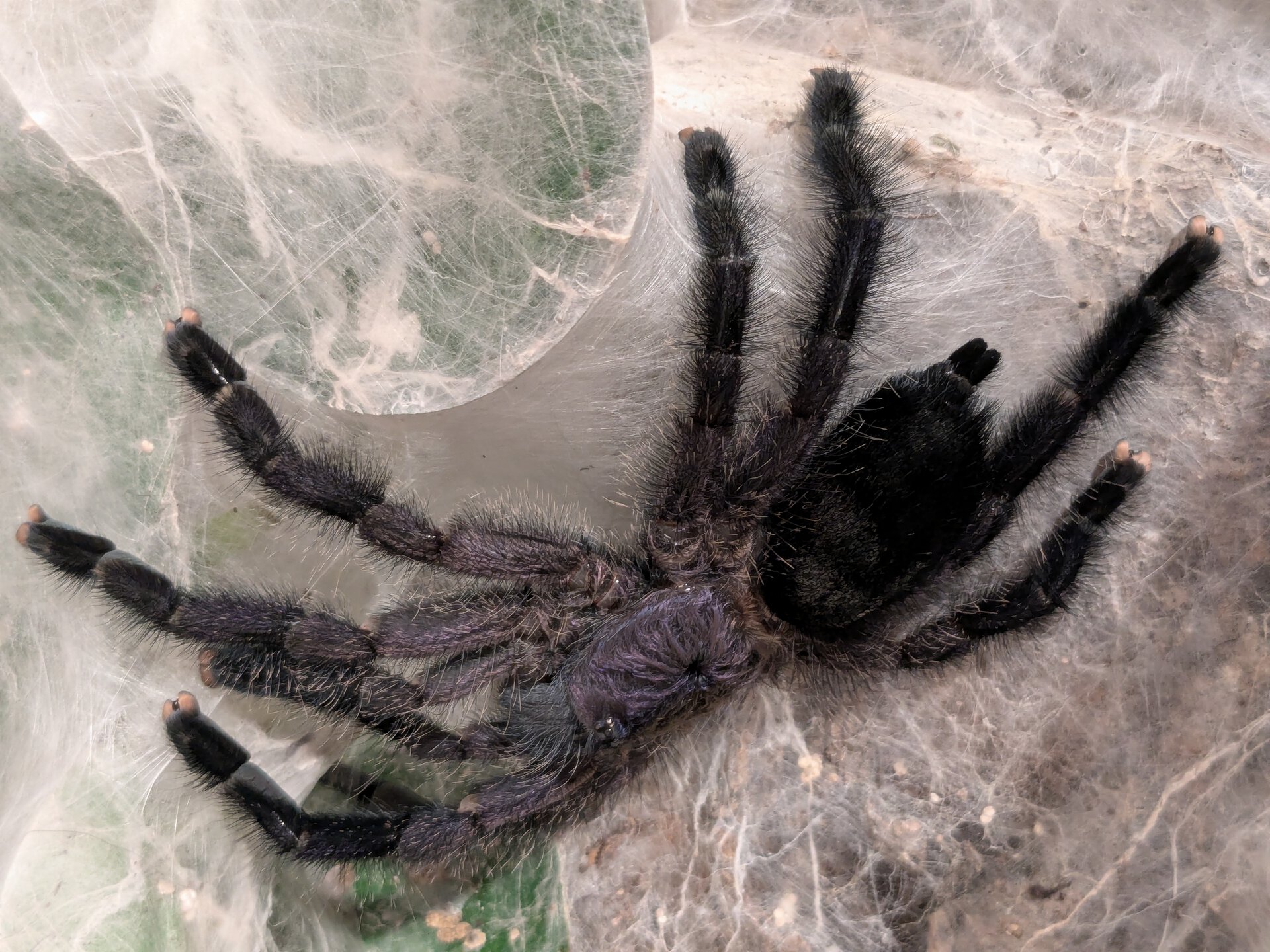 A. purpurea stretching, continued...