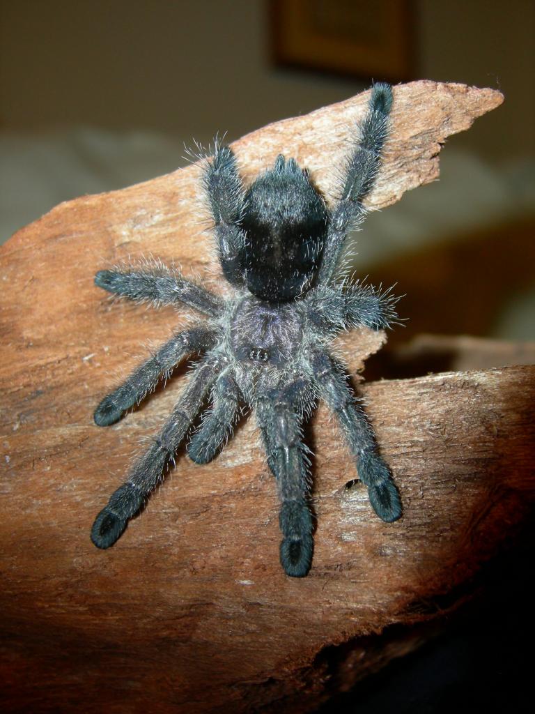 a. purpurea