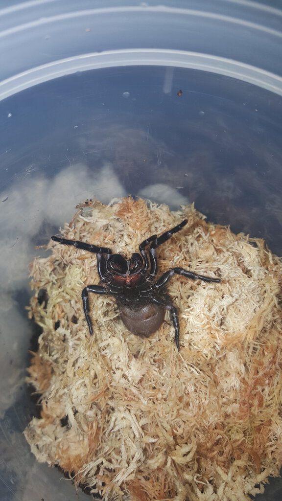 A. Robustus the Sydney funnel web