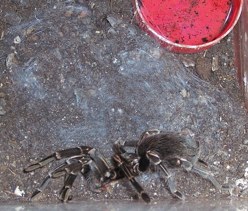 A. seemani female shedding 9/18/07