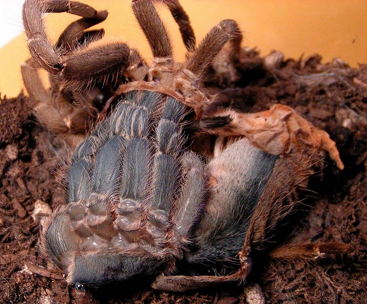 A. seemani Molting