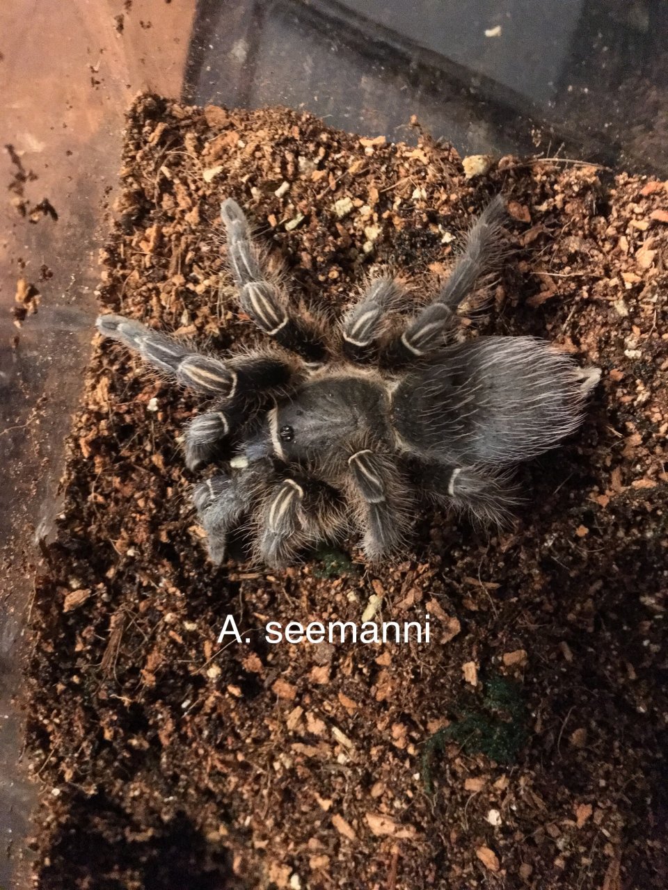 A. seemanii