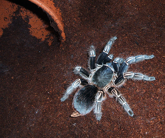 A. seemanni 5" F