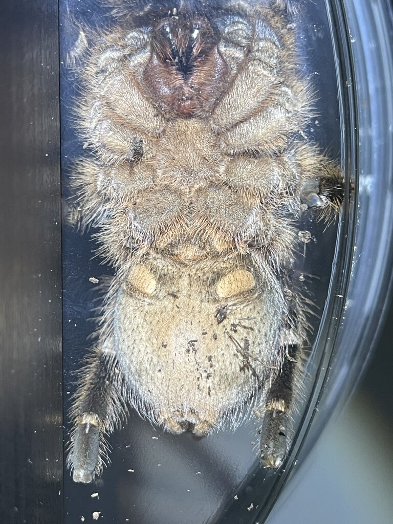 A. seemanni almost 4”