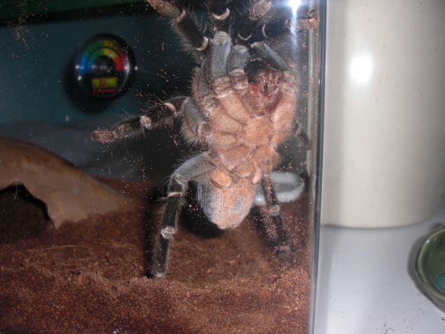 A. seemanni Female I think?