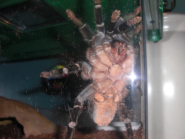 A. seemanni Female I think?